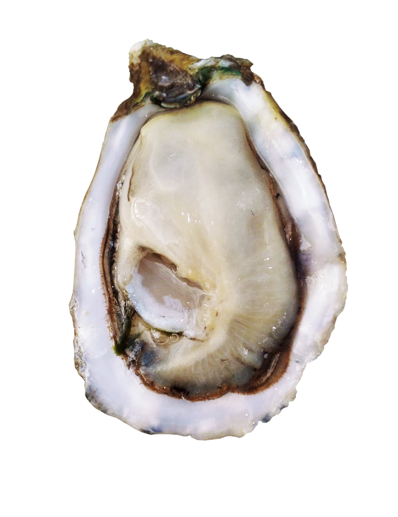 Cristalda